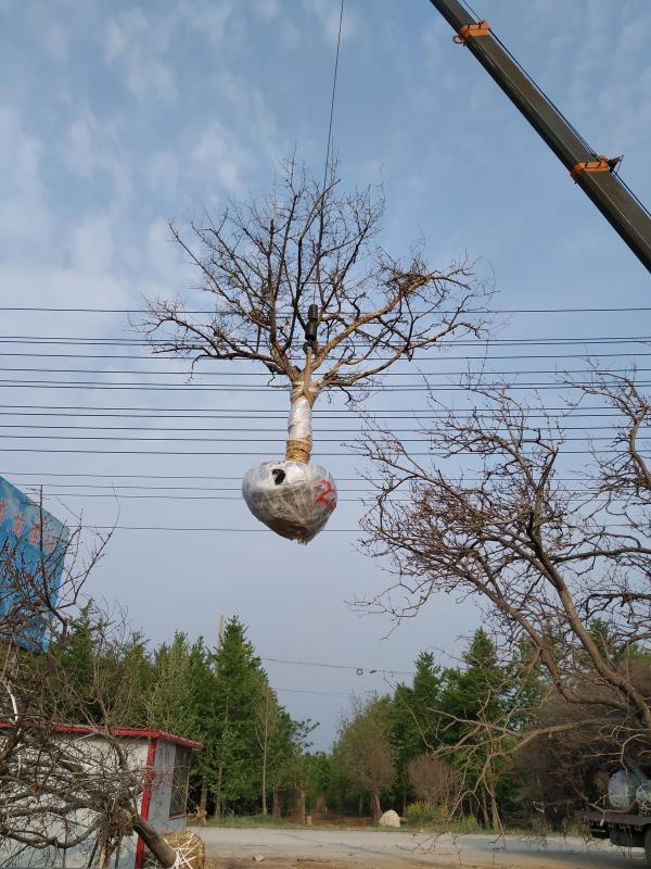 造型石榴树